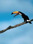 pic for toco toucans